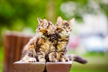 two maine coon kittens