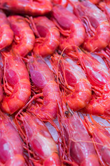 Gamberi rossi freschi