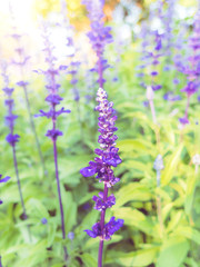 lavender flower in garden