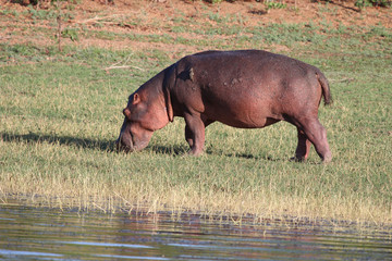 grasendes Nilpferd, Hippo