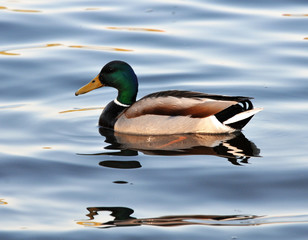 Obraz premium A wild duck swims