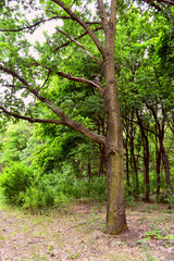 Beautiful green forest