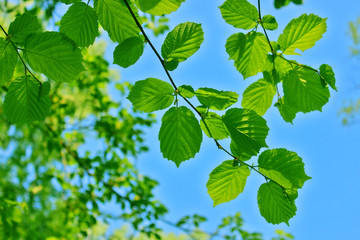 Alder leaves