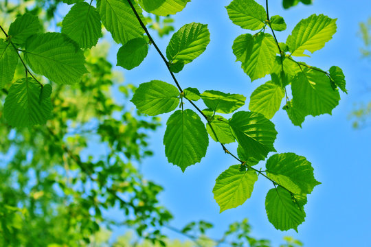 Alder Leaves