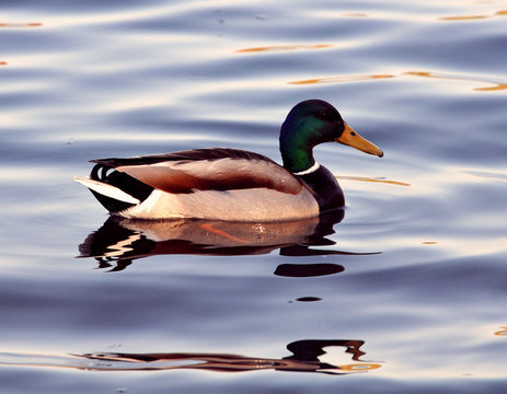 A wild duck swims