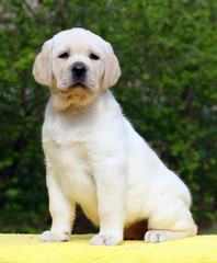 labrador puppy on yellow background