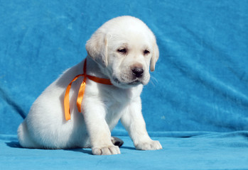 yellow labrador puppy portrait