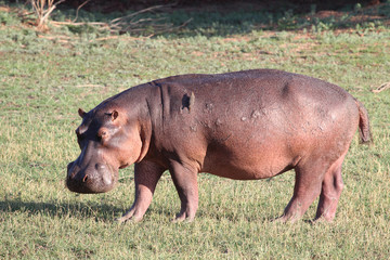 Fototapeta premium Nilpferd, Hippo