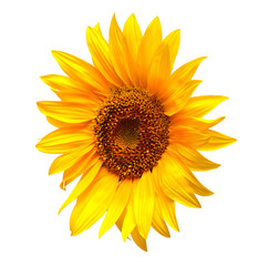 Obraz premium Sunflower