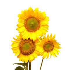 Obraz premium Bouquet of sunflowers