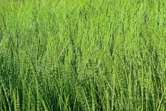 Thickets horsetail