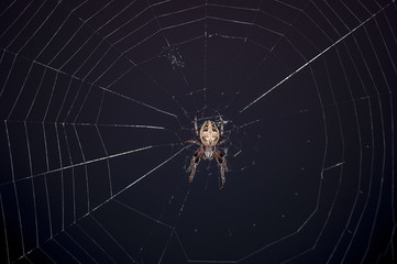 Ночная охота паука крестовика.