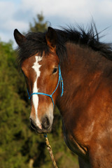 Obraz premium Kaltblutkopf