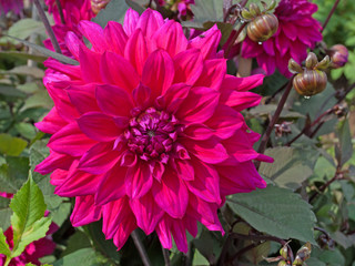 Dahlie