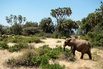 Obraz premium elephant