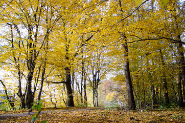 Der Wald im Herbst