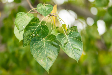 Obraz premium Tree