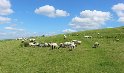 Fototapeta na wymiar An English Rural Landscape with Grazing Sheep