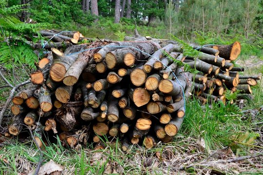 Fagots de bois