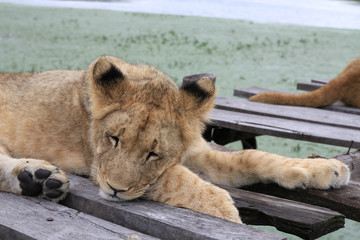 junger schlafender Löwe, Portrait