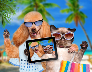 dog with cat taking a selfie together with a tablet
