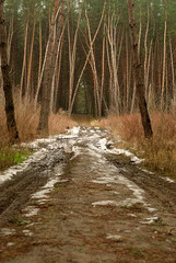 Early spring dirty forest road