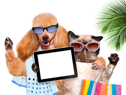 dog with cat taking a selfie together with a tablet