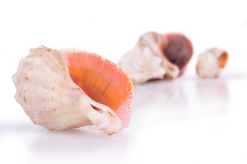 seashells on white background