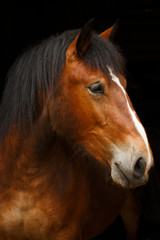 Obraz premium Kaltblutprofil