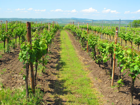 Beautiful Vineyard In Velke Bilovice, South Moravia.