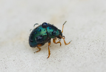 Little beetle carries some water drops for the family