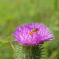 Mariendistel - Silybum marianum