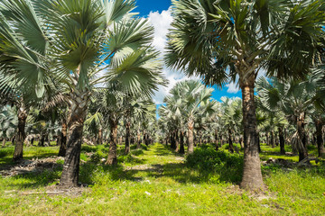 Obraz premium Palm trees