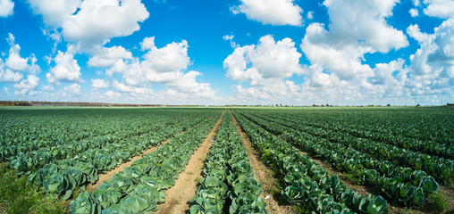 Cabbage field