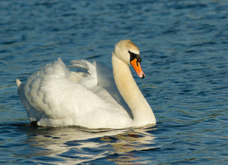 Obraz premium Muted swan
