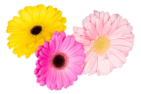 Three different gerbera flowers on the white background.