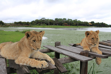 zwei junge Löwen auf Holzsteg