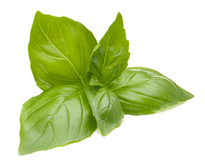 Sweet basil leaves