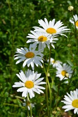 Margeriten