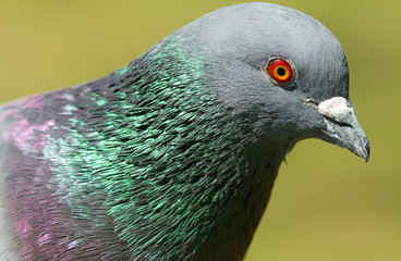 Feral Pigeon