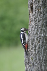Woodpecker