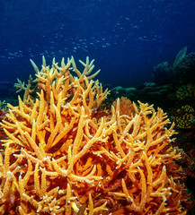 Naklejka na ściany i meble Coral underwater reef of Maldives island