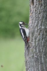 Woodpecker