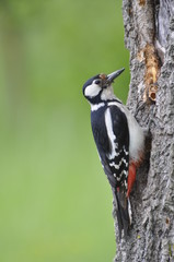 Woodpecker