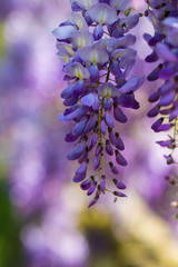Glicine in fiore