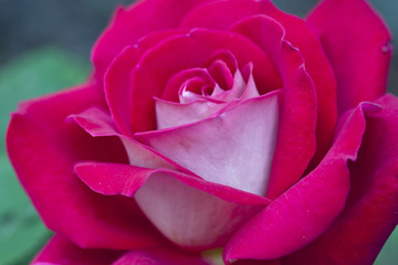 Pretty two color pink and white rose