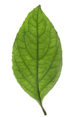 Fototapeta na wymiar Fresh green leaf isolated on white background