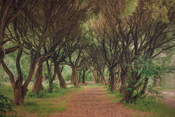 thorny alley