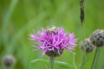 Lichtensteiner Bee