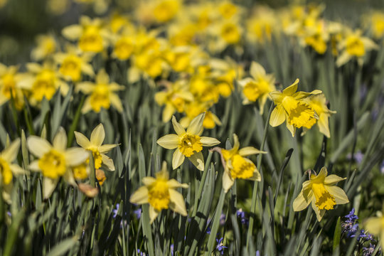 Field of Daffodil Flowers